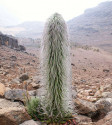 Lobelia telekii Balení obsahuje 10 semen