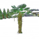 Palma Trachycarpus Wagnerianus Balení obsahuje 3 semena