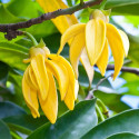 Ylang Ylang - Artabotrys hexapetalus