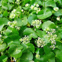 Centella asiatica - Pupečník asijský