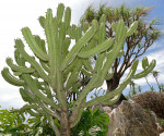 Kaktus Myrtillocactus geometrizans