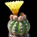 Kaktus Notocactus glaucinus FR 1378 Balení obsahuje 20 semen