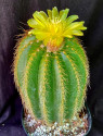 Kaktus Eriocactus warasii HU 426 Balení obsahuje 20 semen