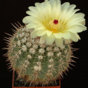 Kaktus Notocactus allosiphon