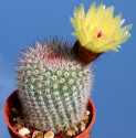 Kaktus Notocactus scopa Balení obsahuje 20 semen