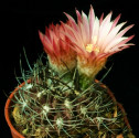 Kaktus Neochilenia Jussieui Balení obsahuje 20 semen