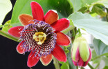 Passiflora alata - Mučenka křídlatá