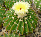 Kaktus Wigginsia pauciareolata