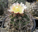 Kaktus Copiapoa alticostata Balení obsahuje 20 semen