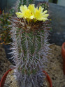 Kaktus Copiapoa calderana Balení obsahuje 20 semen