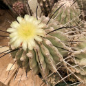 Kaktus Copiapoa dealbata (1 km za odb. na Canto de la Agua) Balení obsahuje 20 semen