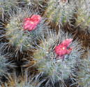 Kaktus Copiapoa desertorum Balení obsahuje 20 semen