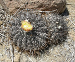 Kaktus Copiapoa echinoides