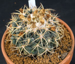 Kaktus Coryphantha bumamma v. bianca Balení obsahuje 20 semen