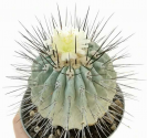 Kaktus Copiapoa dealbata (odb. na C...