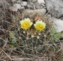 Kaktus Ancistrocactus brevihamatus ...