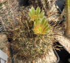 Kaktus Ancistrocactus scheeri RS 38...