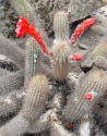 Kaktus Cleistocactus acanthurus sub...