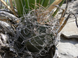 Kaktus Astrophytum capricorne v. sa...