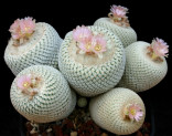 Kaktus Epithelantha micromeris SB 56 Sierra Caballo mtn. Balení obsahuje 20 semen