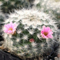 Kaktus Echinocereus glassii Balení obsahuje 20 semen