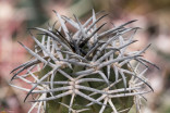 Kaktus Gymnocalycium catamarcense LF 37 Cuesta Belen Balení obsahuje 20 semen