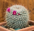 Kaktus Mammillaria meelerphordtii v. hexispina Balení obsahuje 20 semen