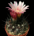Kaktus Pyrrhocactus cachytayensis