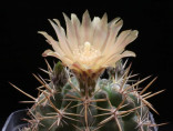 Kaktus Pyrrhocactus andicola Los Ventisguieros Balení obsahuje 20 semen
