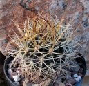 Kaktus Pyrrhocactus sp. Tulahuen (Valle del Limari) Balení obsahuje 20 semen