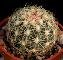 Kaktus Thelocactus bicolor var. flavidispinus Balení obsahuje 20 semen