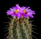 Kaktus Thelocactus bicolor 1 km záp. od Augustin Castro Dur. Balení obsahuje 20 semen
