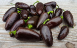 Sazenice chilli Jalapeňo Azabache velikost cca 10 cm