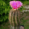 Kaktus Thelocactus bicolor přech. na Heterochromus 1 km záp. za Augustin Castro Balení obsahuje 20 semen