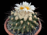 Kaktus Thelocactus nidulans Balení obsahuje 20 semen