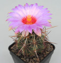 Kaktus Thelocactus bicolor SB 278 Balení obsahuje 20 semen