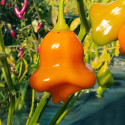 Sazenice chilli Aji Fantasy Orange Balení obsahuje 1 sazenici