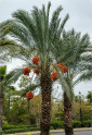 1 x naklíčené semeno palma Phoenix dactylifera - Datlovník pravý 