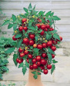 Sazenice rajče Tumbling Tom Red převislé truhlíkové 