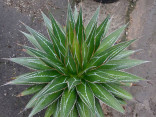 Sazenice Agave impressa velikost rů...