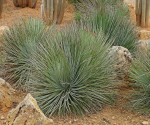 Sazenice Agave striata subsp. falcata cca 3-4 cm Balení obsahuje 1 sazenici
