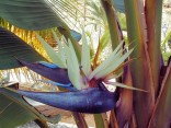 Bílá Strelitzia Nicolai - Strelície natalská ♣ Balení obsahuje 100 semen