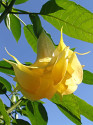Řízek Brugmansia Angels Swingtime - Andělská trumpeta Balení obsahuje 1 řízek