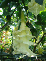 Řízek Brugmansia Angels Sunbeam - Andělská trumpeta Balení obsahuje 1 řízek