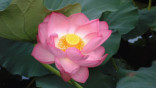 Nelumbo Nucifera - Lotos indický ♣ Balení obsahuje 11 semen