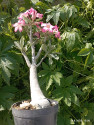 - kvetoucí sazenice Adenium Obesum vel. cca 30 cm Foto aktuální k datu 14.8.2025