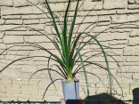 Sazenice Sloní noha - beaucarnea guatemalensis Balení obsahuje 1 sazenici velikost 40-45 cm