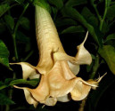 Řízek Brugmansia Daydreams - Andělská trumpeta Balení obsahuje 1 řízek