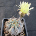 Kaktus Acanthocalycium glaucum LF 38A Hualfin Balení obsahuje 20 semen