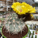 Kaktus Acanthocalycium glaucum R 872 Catamarca Balení obsahuje 10 semen